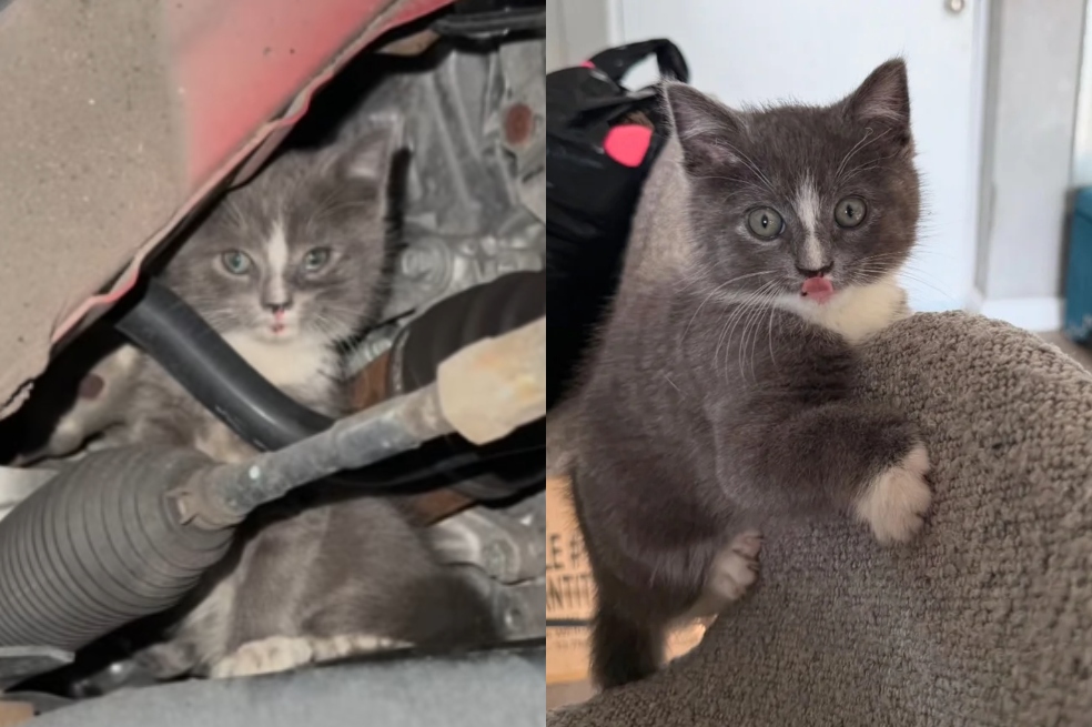 Gata callejera se metió al auto correcto y encontró un hogar para siempre (video)