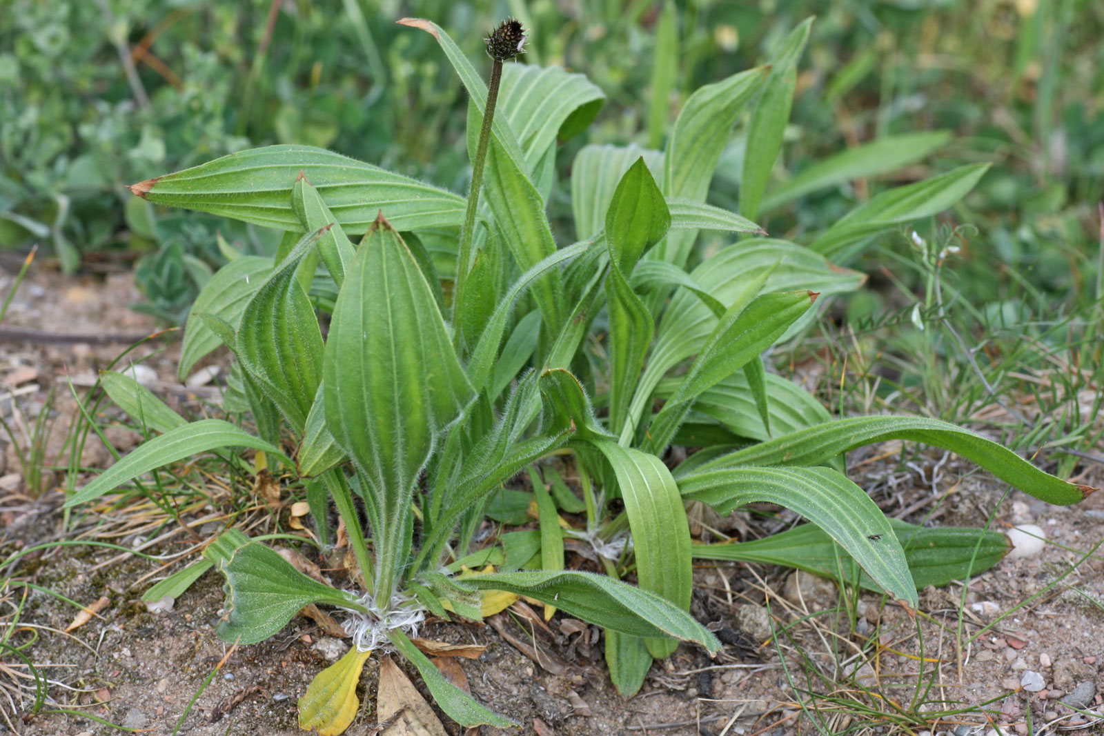 La Plantago es generalmente resistente a las plagas y enfermedades. Sin embargo, en condiciones de alta humedad, puede verse afectada por hongos, que se combaten con un fungicida específico o mejorando el drenaje del suelo. También puede atraer caracoles y babosas, los cuales se pueden mantener a raya con barreras físicas o repelentes naturales.