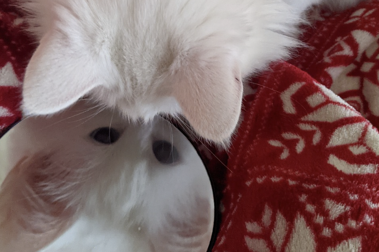 ¿Los gatos pueden reconocerse en el espejo?