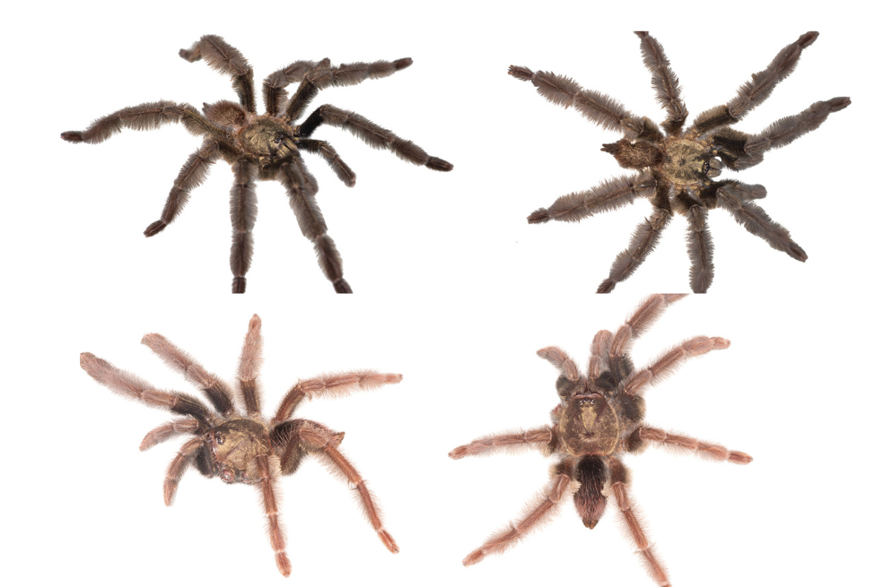 Hallan dos nuevas especies de tarántulas en Ecuador, pero no todo son buenas noticias