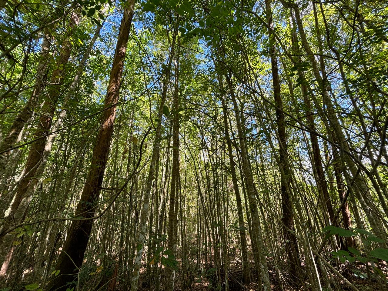 Bosque Sueva