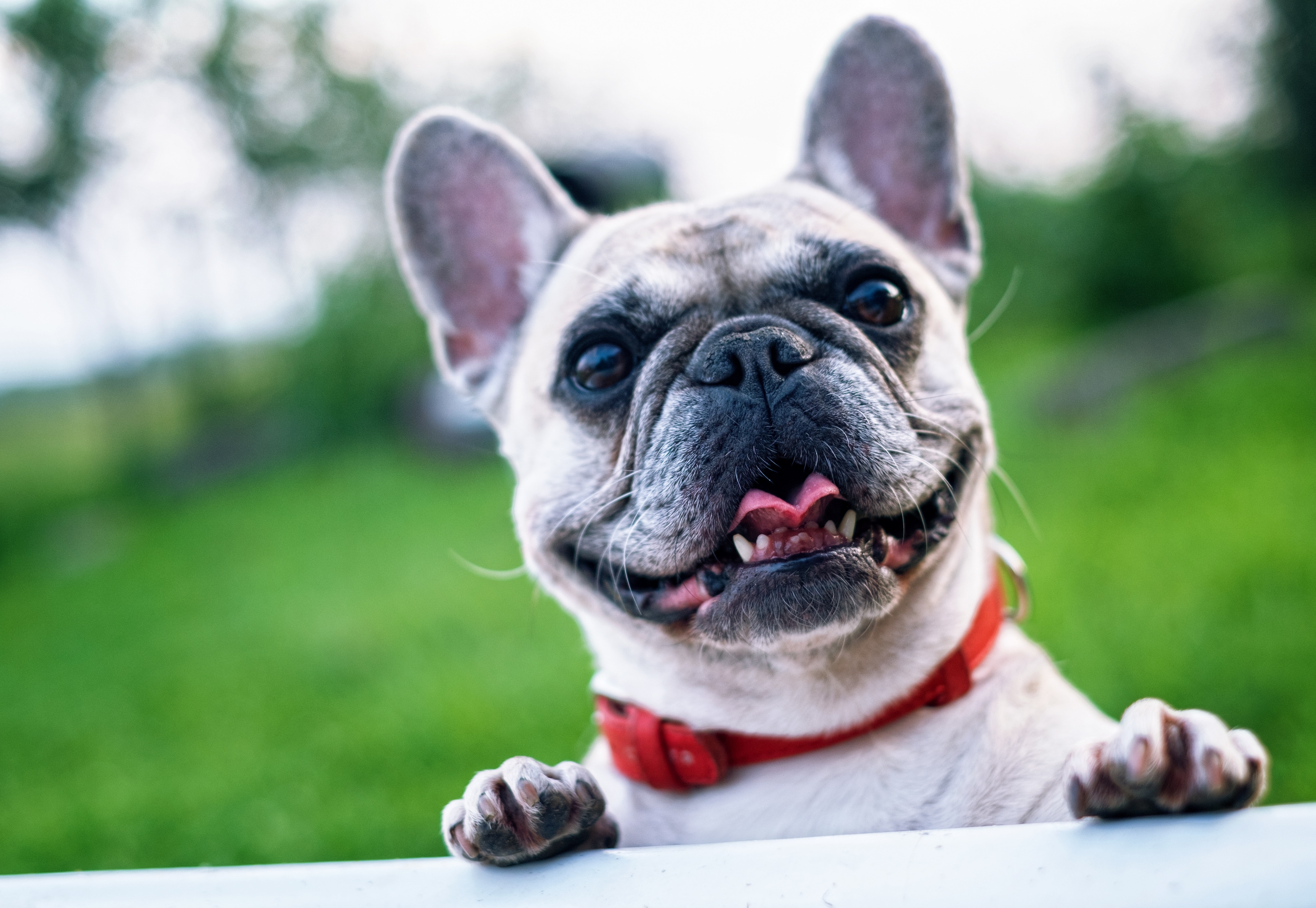 Bulldog francés: características y cuidados de esta raza de perro