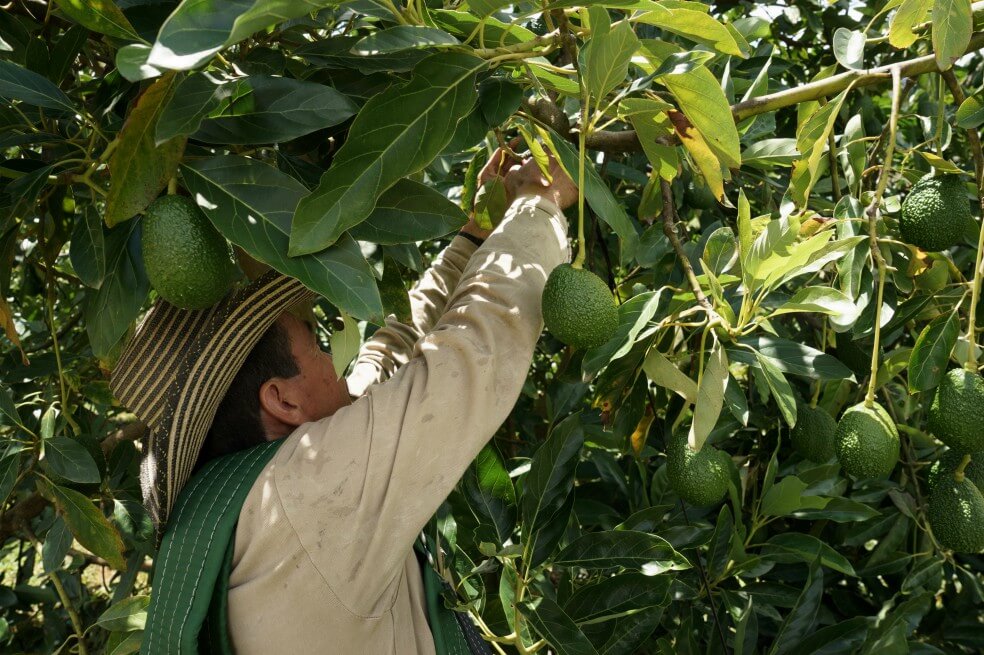 Medellín será sede del IX Congreso Mundial del Aguacate