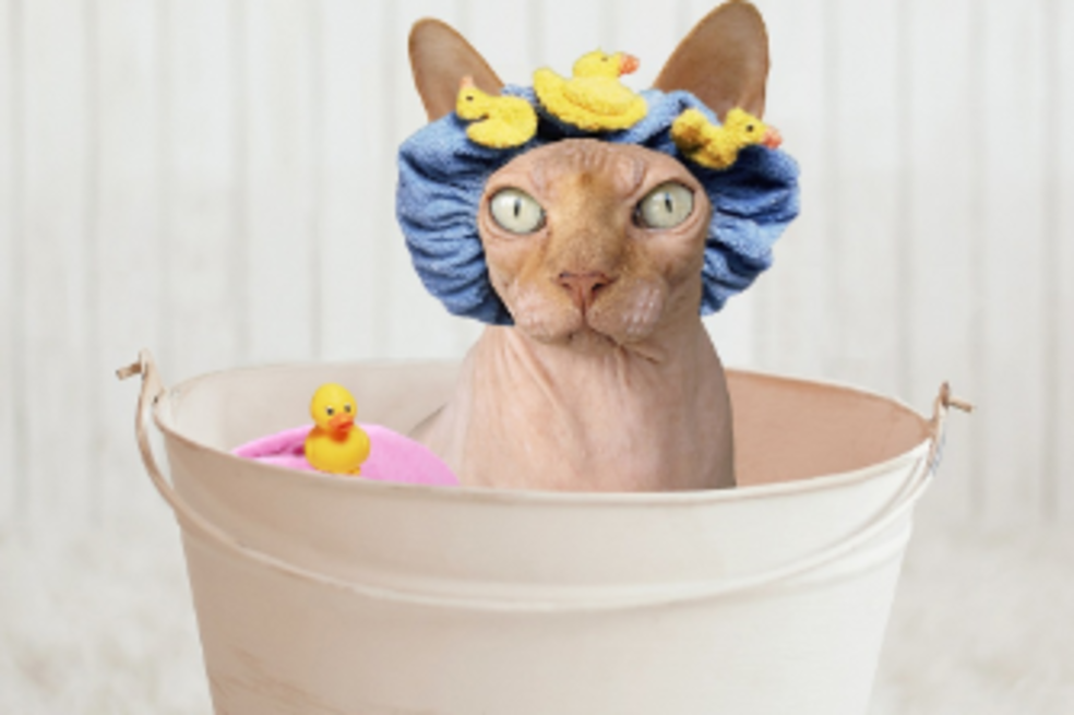 Baños de gatos