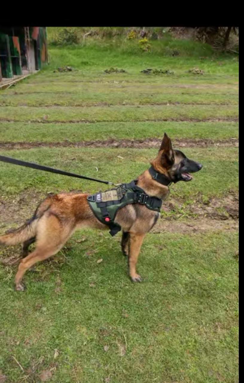 Así es Wilson, el perro que buscan en la selva del Guaviare.