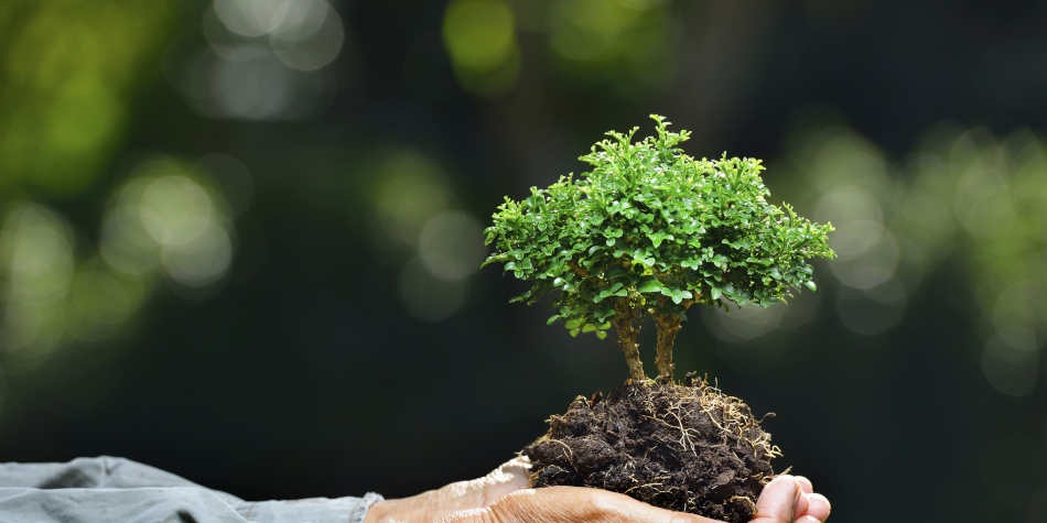 Diez tips verdes para cambiar el mundo
