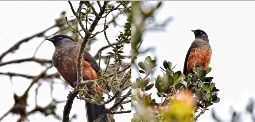 Después de 33 años, vuelven a ver a la Cotinga de páramo en Quindío