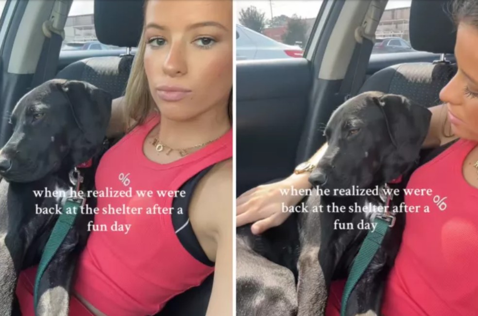 Perro se entristece al regresar a refugio tras un día fuera con voluntaria (video)