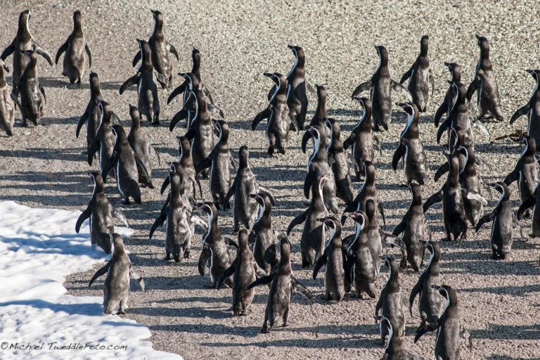 La falta de informaciónLa pesca incidental, las especies invasoras y la competencia por alimentos son unas de las principales amenazas del pingüino de Humboldt.Foto: Michael Tweddle-OceanaEn los últimos tres años, Zavalaga asegura haber sido testigos de la “completa falla reproductiva en algunos sitios de nidificación” como, por ejemplo, Isla Pachacamac en Perú. “No sé a qué se deba esto”, precisa y agrega que esto coincide con la presencia de la pesca ilegal de cerco en los alrededores de la isla. "No nos extrañaría —señala Zavalaga— que los pingüinos estén muriendo en las redes”.