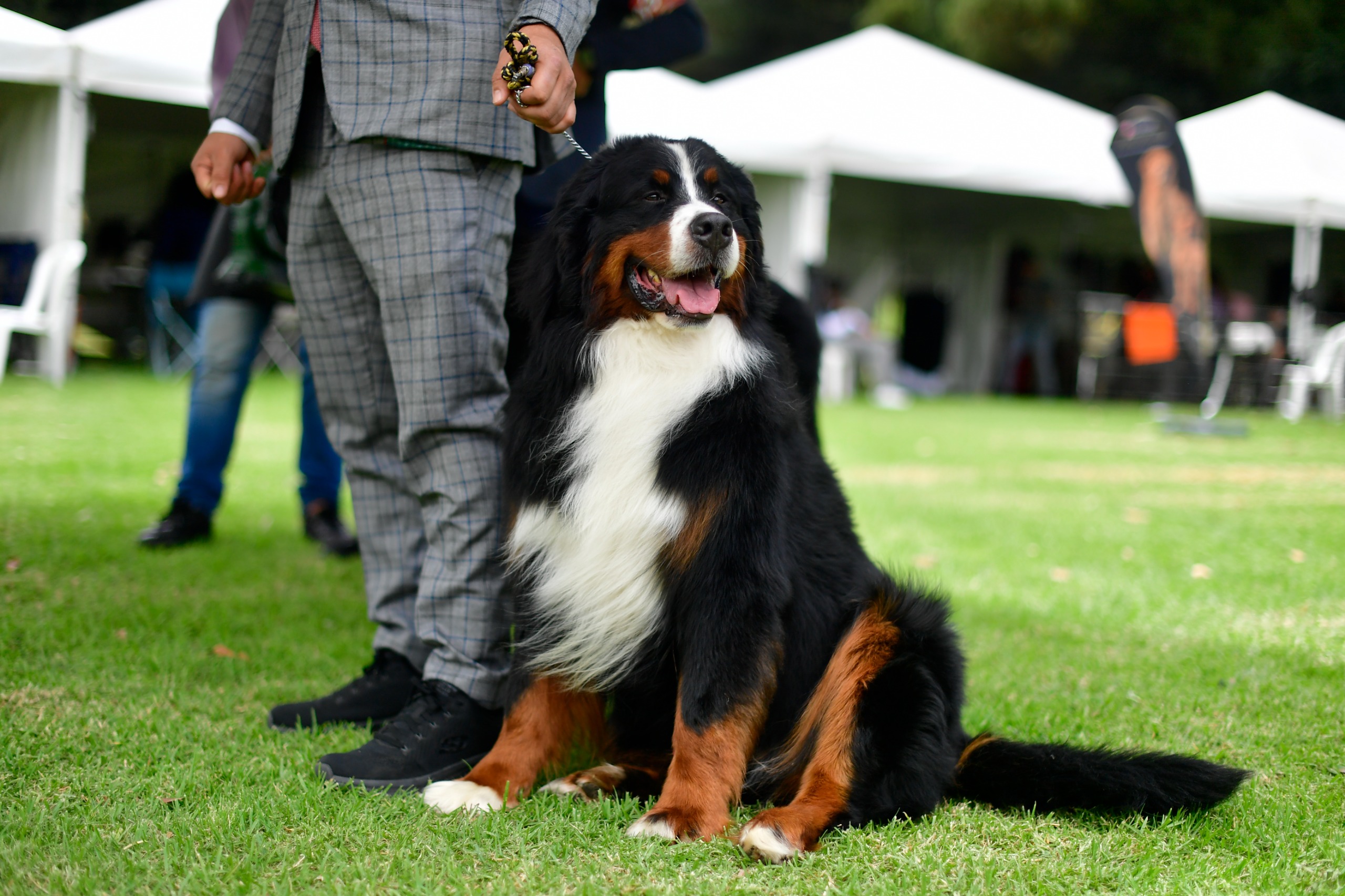 Exposiciones de belleza de mascotas: ¿qué hay detrás del título al “más bello”?