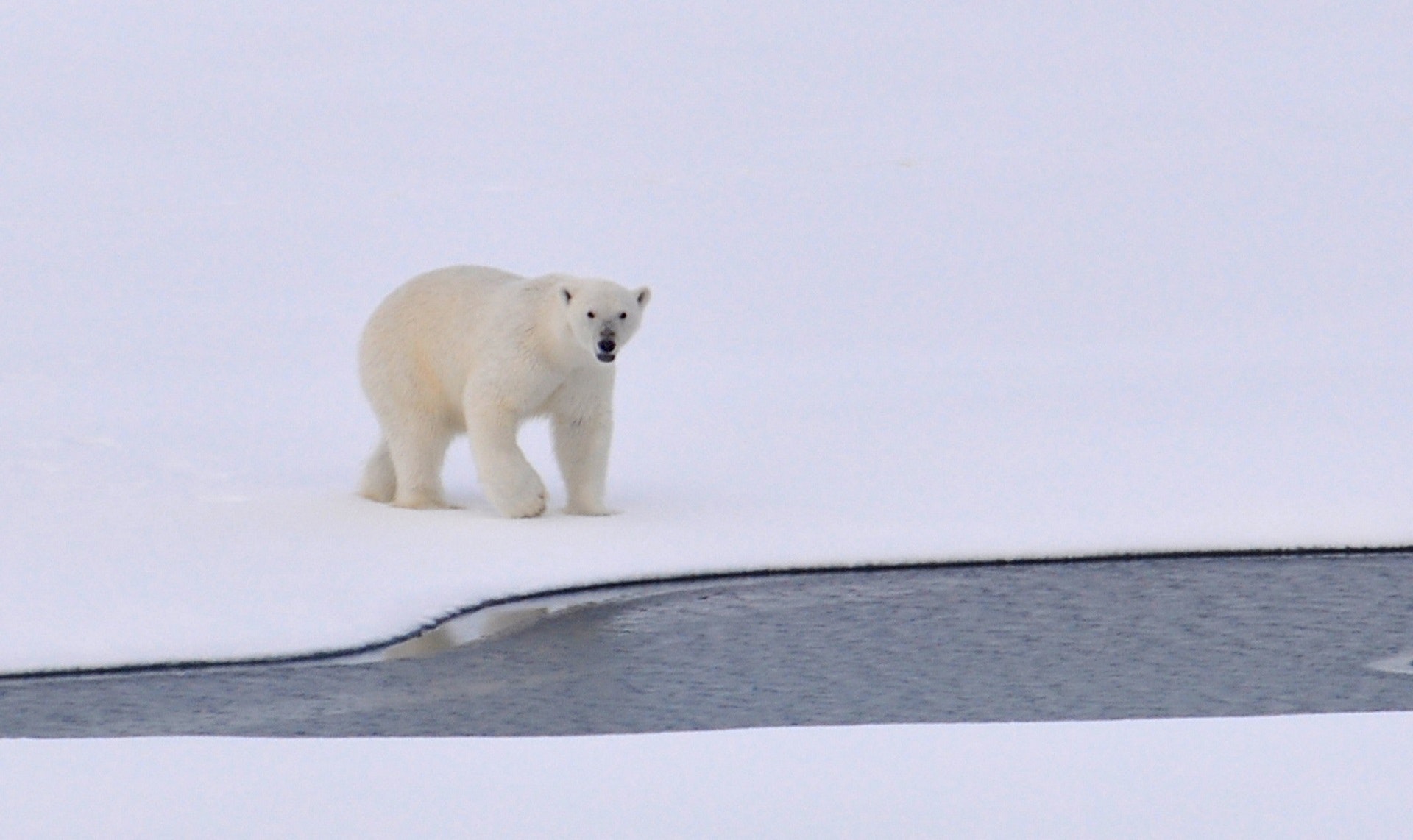Los químicos presentes en el hielo del Ártico que amenazan a la fauna salvaje