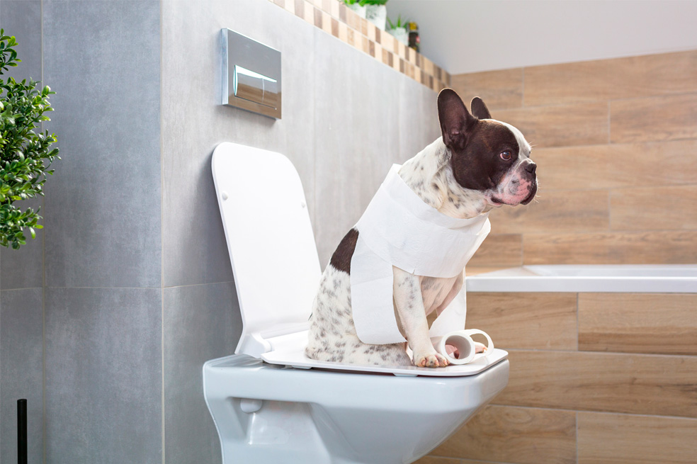 ¿Por qué mi perro me sigue cuando voy al baño?  Perro en el baño
