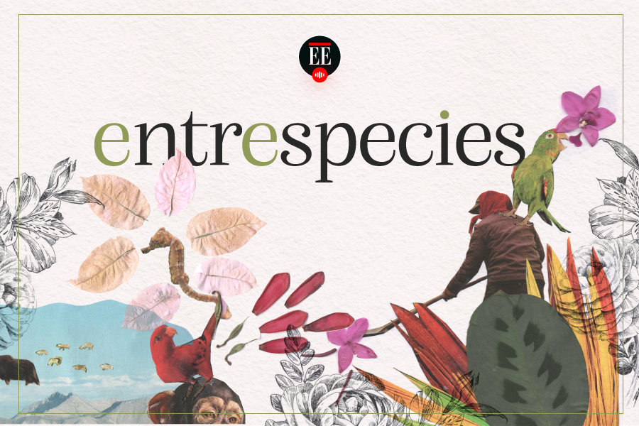 Entre especies
