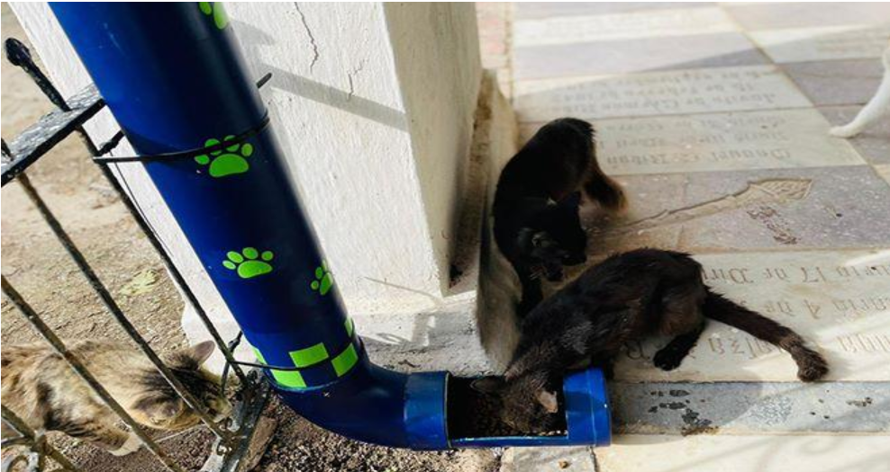 Policía instala dispensadores con comida para gatos abandonados en Mompox