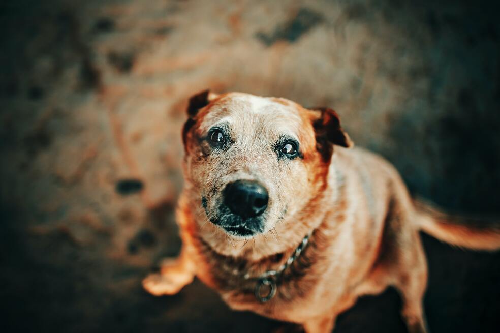 ¿A qué edad un perro se considera viejo?