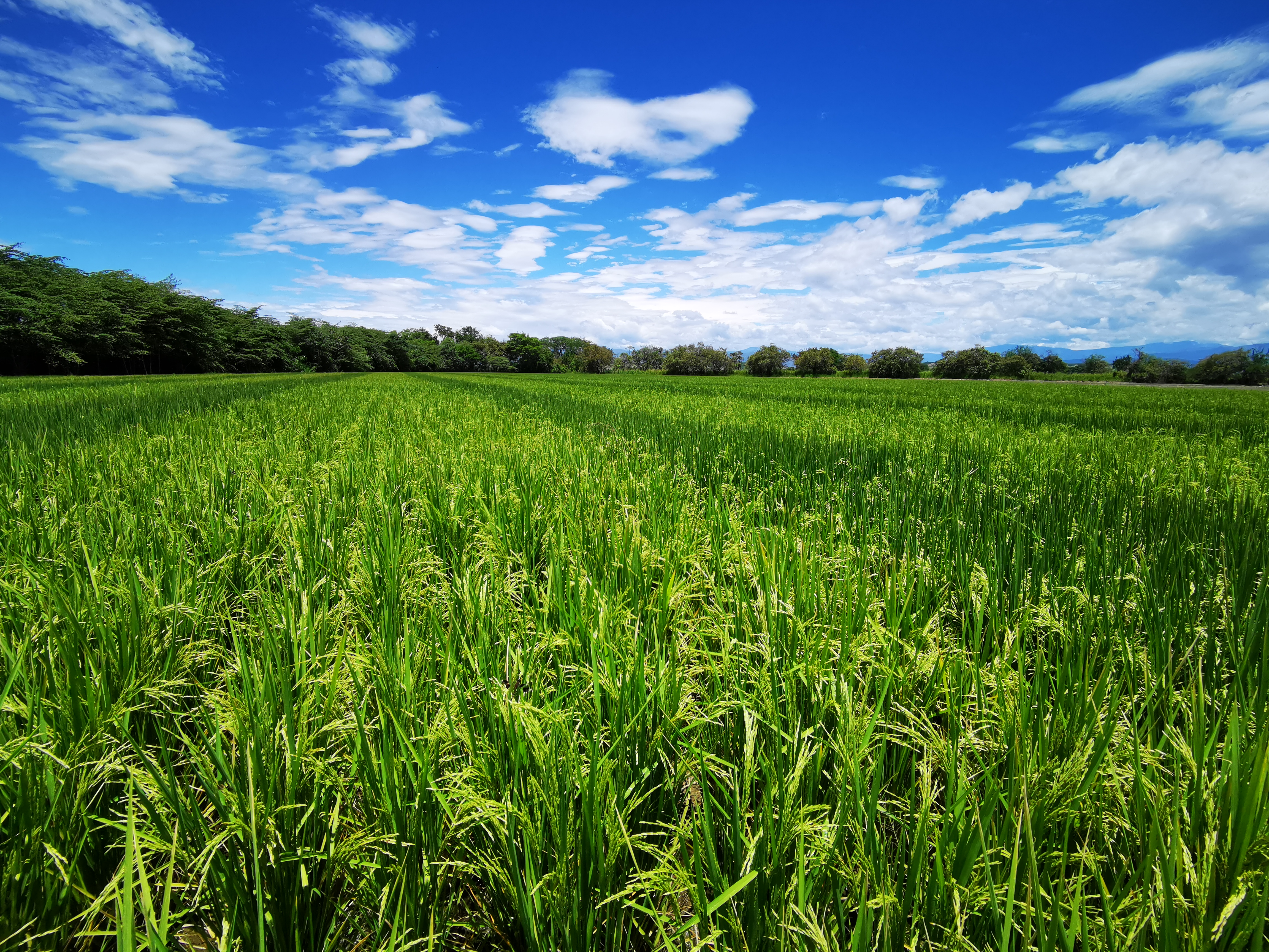 Así avanza el sector del arroz en medio de la crisis y cierre de la vía al Llano