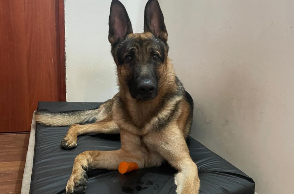 ¿Qué pasó con presunto caso de maltrato animal en Fontibón?: autoridades responden