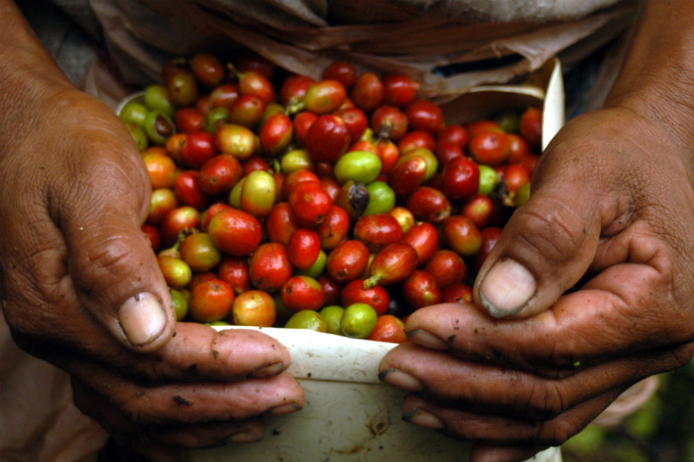 SOS de cafeteros al gobierno ante caída del precio interno del grano