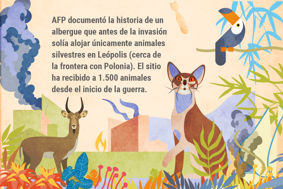 AFP documentó la historia de un albergue que antes de la invasión solía alojar únicamente animales silvestres en Leópolis (cerca de la frontera con Polonia). El sitio ha recibido a 1.500 animales desde el inicio de la guerra.