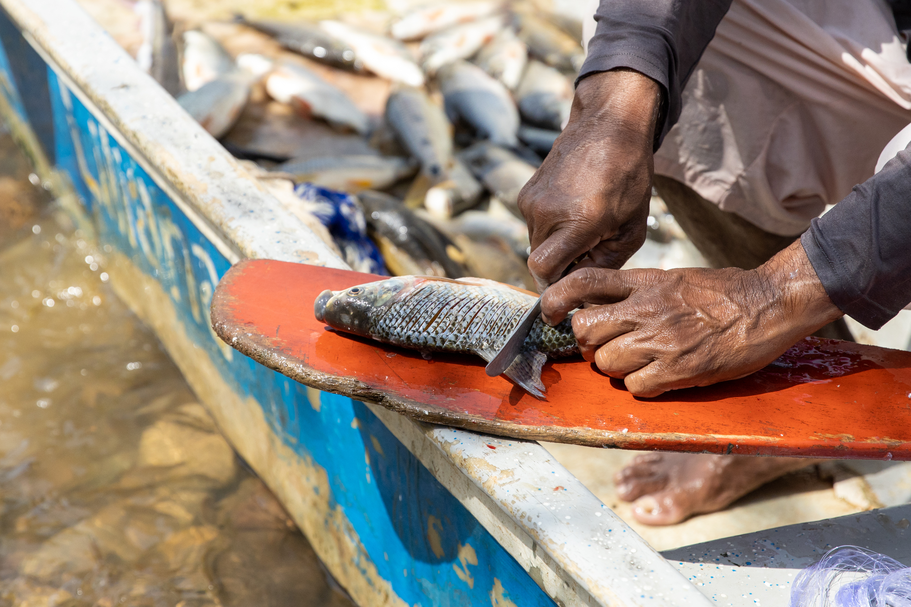 El 68 % de las especies de peces del río Magdalena son endémicas.