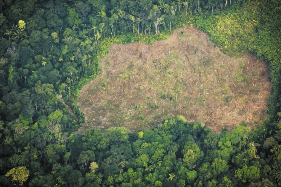 Panfletos firmados por disidencias de las FARC invitan a deforestar la Amazonia