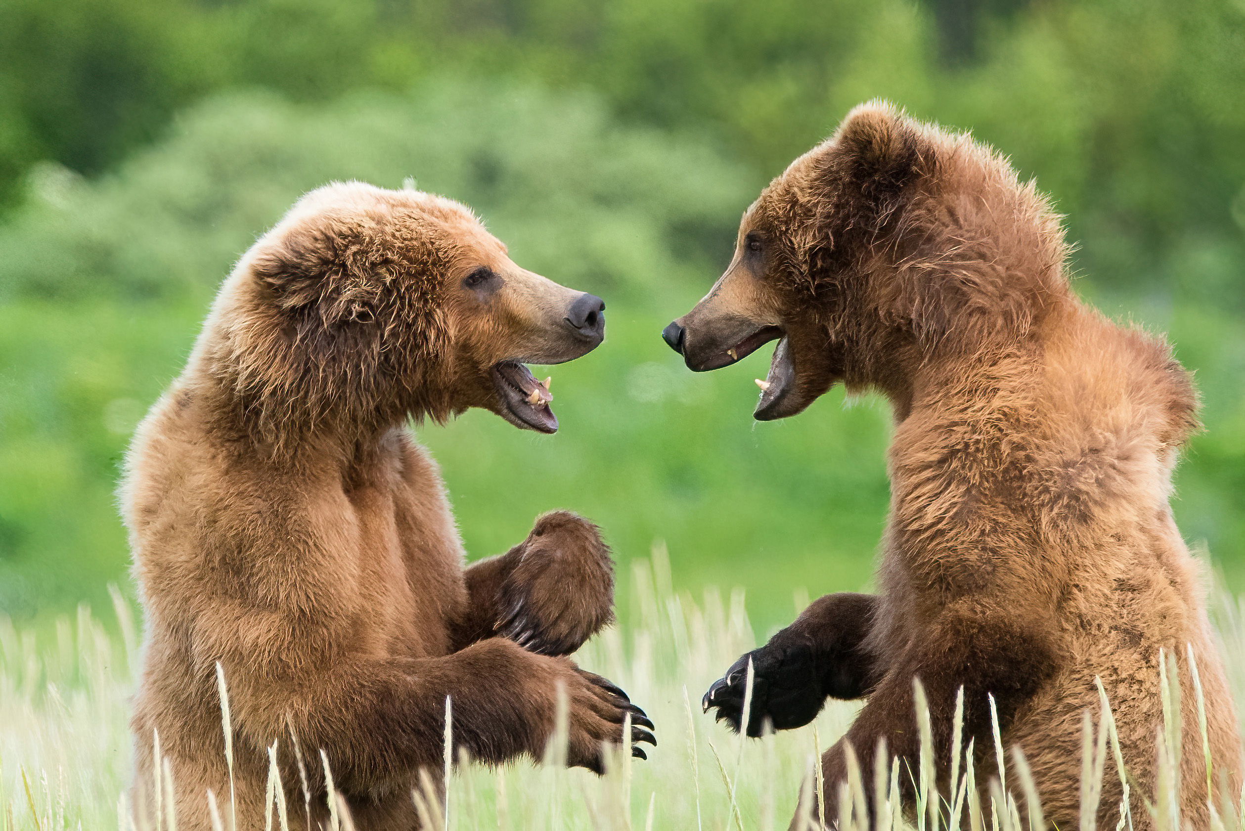 Fotografías de Comedy Wildlife Awards.