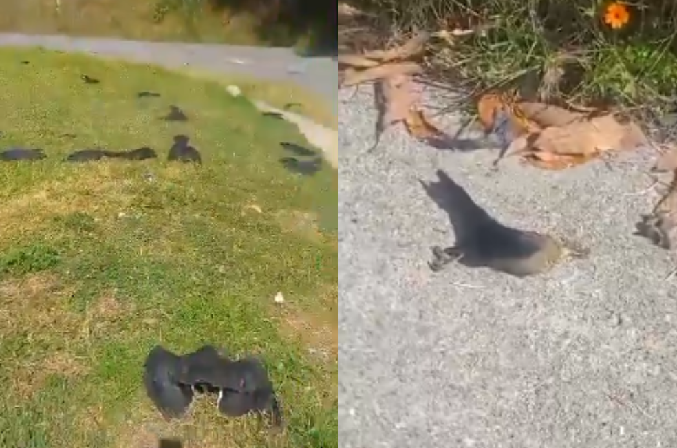 Alertan extraña muerte masiva de gallinazos en Antioquia