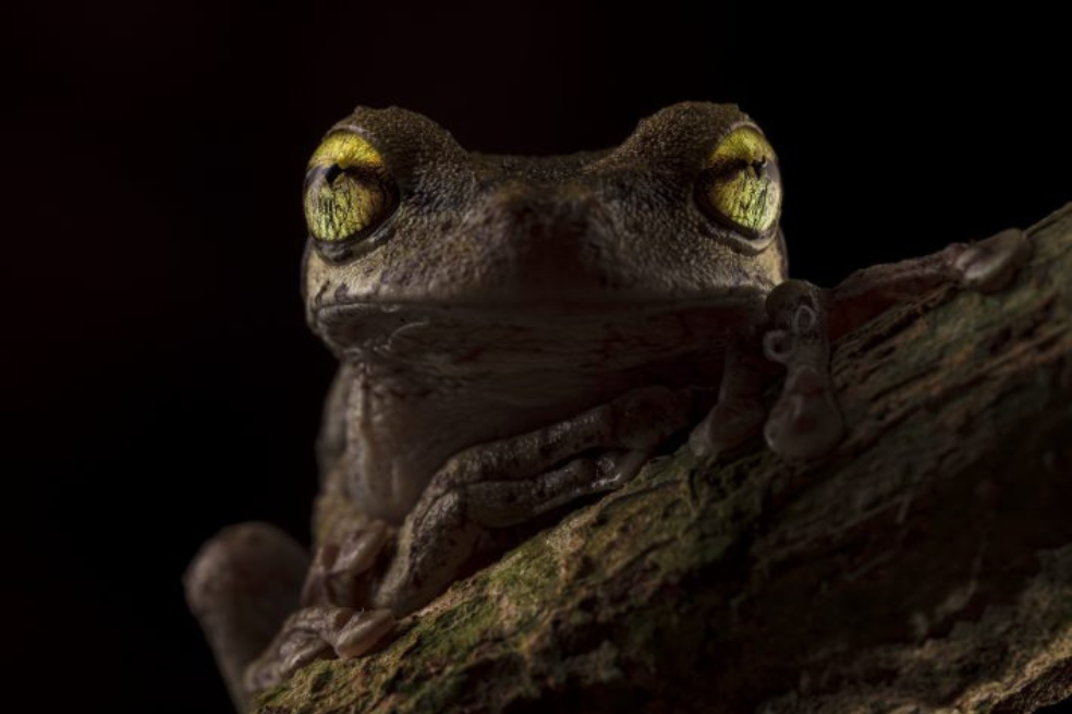 Como dos faros en la oscuridad, los llamativos ojos de una rana arborícola de Helena (Osteocephalus helenae) parecen brillar en la oscuridad de la noche.