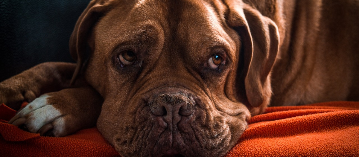 Estas son algunas señales de que tu perro está envejeciendo