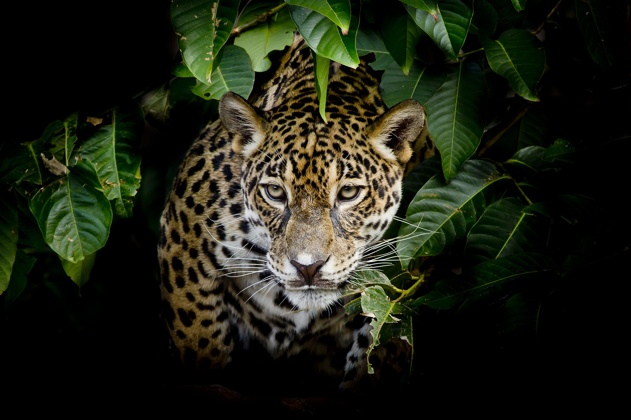 ISA Interconexión Eléctrica - Proyecto: Conexión Jaguar