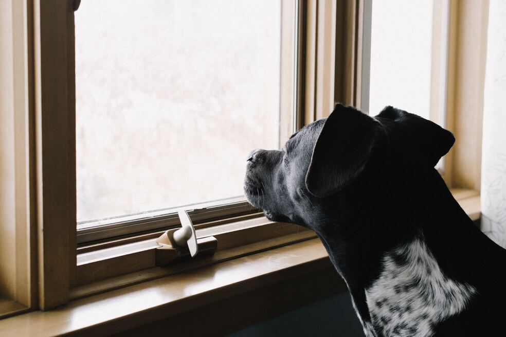 ¿Qué sienten los perros cuando se quedan solos?