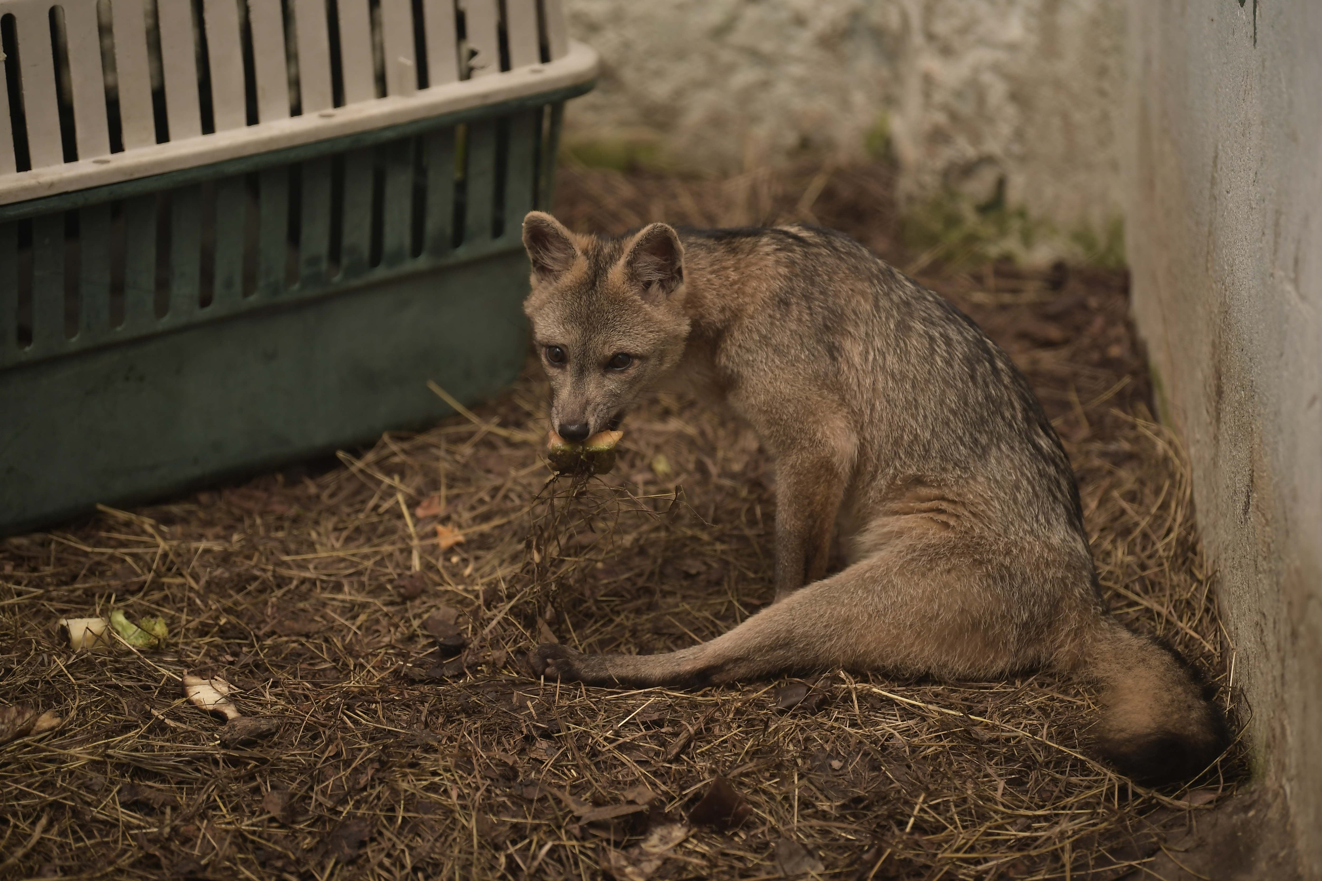 Así es el lugar que salva animales en la U. Nacional y que muchos no conocen