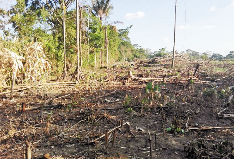 Deforestación crece en tiempos de paz