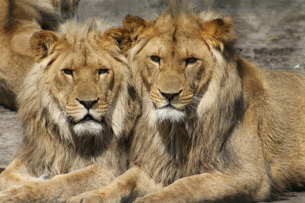 Una manada de leones devoró a tres cazadores en Sudáfrica