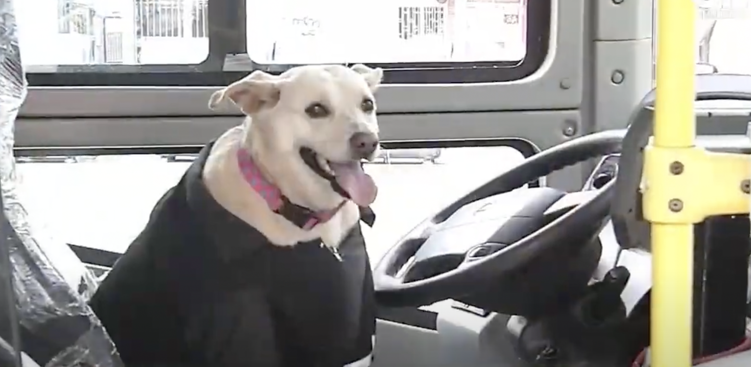 Una perrita en el SITP: así es como un conductor enfrenta la pérdida de su familia