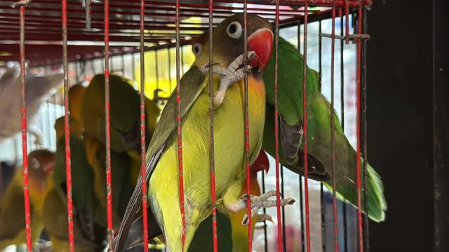 Rescatan 46 animales con signos de maltrato en Plaza Minorista de Medellín