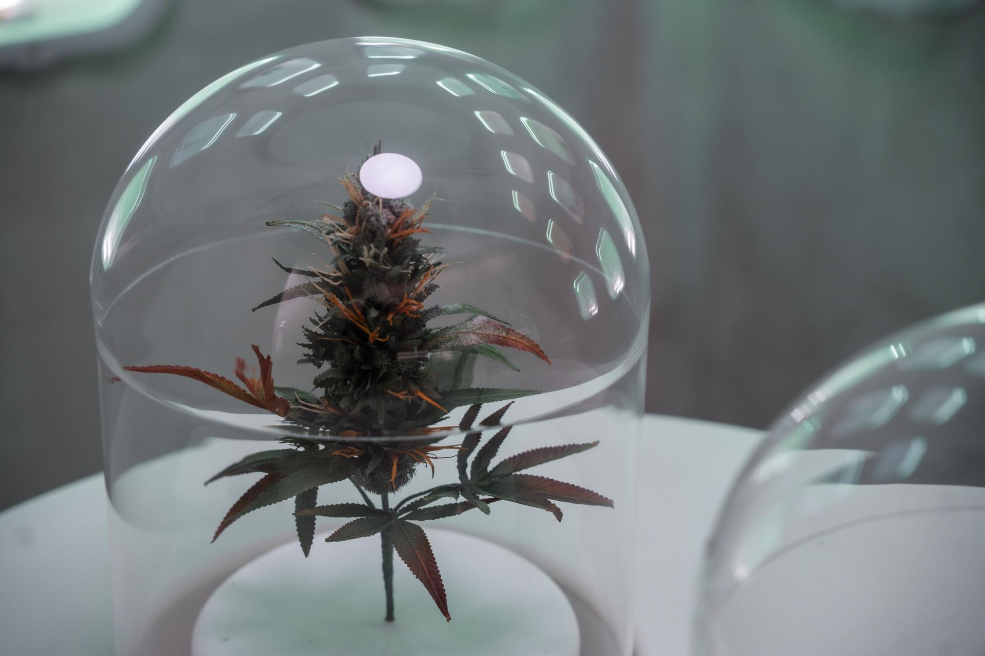Trump cambió las reglas sobre la marihuana, ¿quién es la mujer detrás de esta decisión?