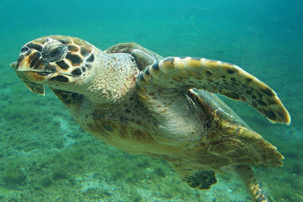 Una APP colombiana para evitar la extinción de la tortuga de carey