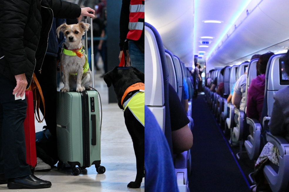 Viajar con mascotas en Avianca: requisitos, precios y registro