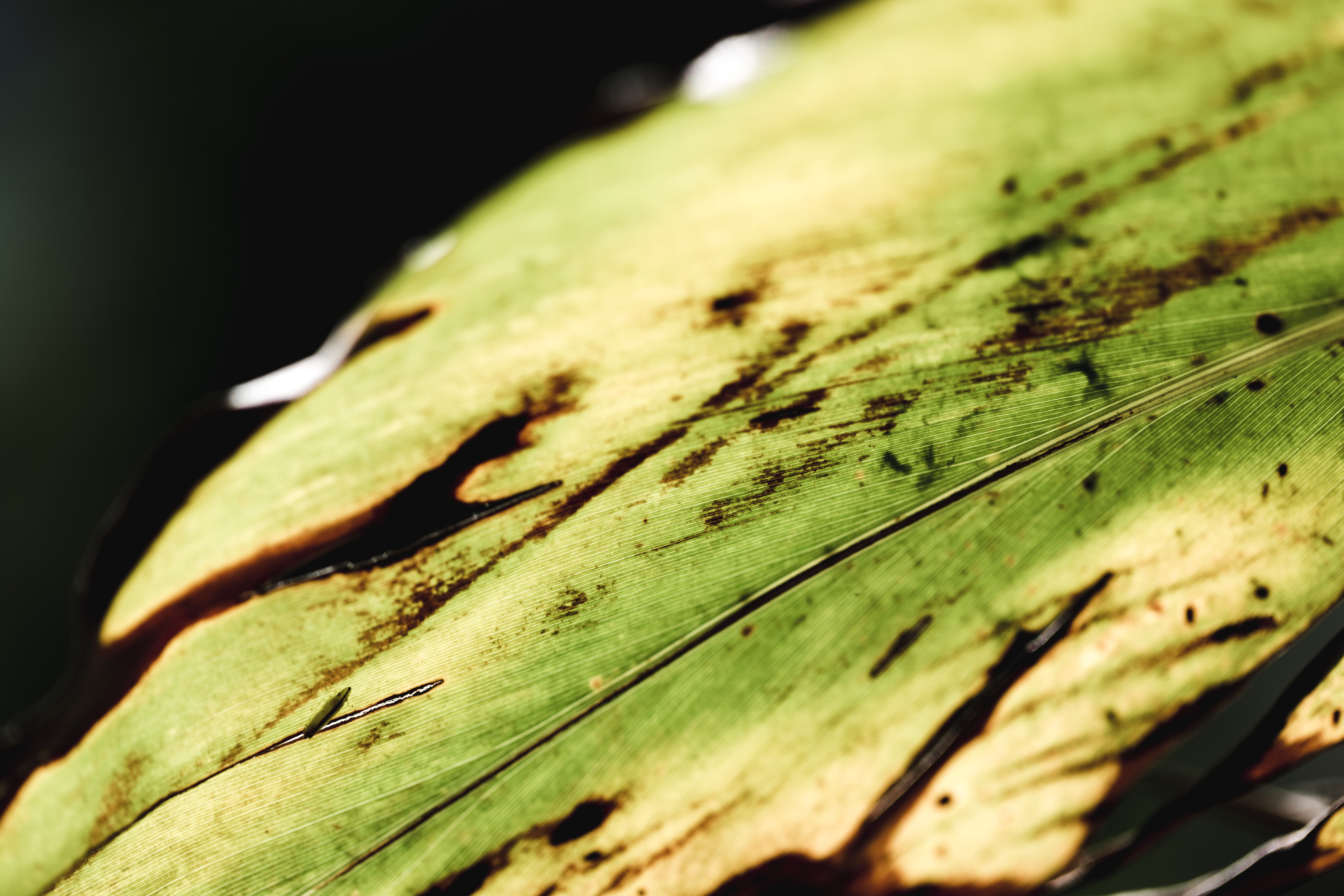 Las manchas pueden deber por hongos o causas ambientales