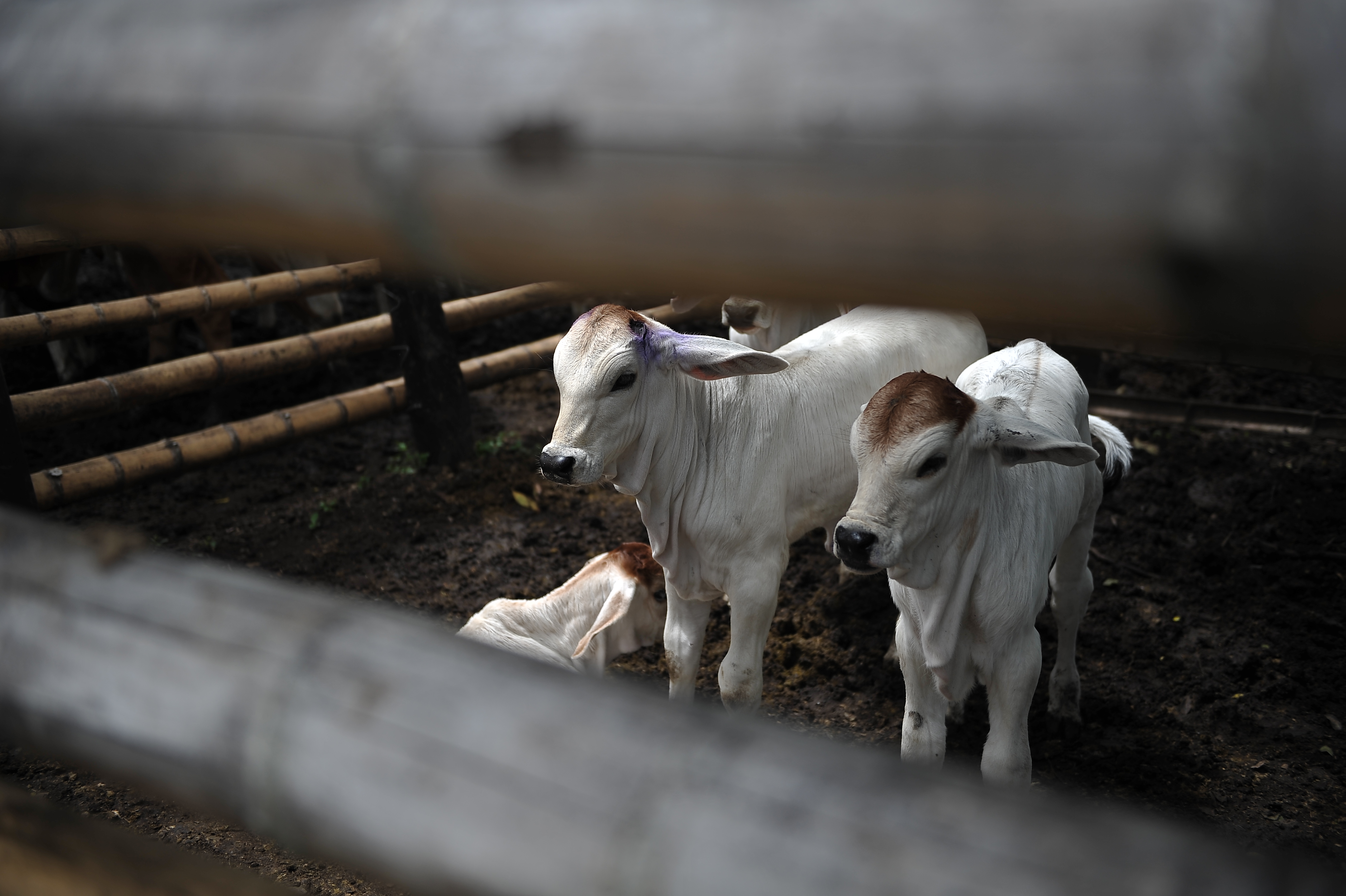 Más de 5 mil reses han muerto por hambre en Puerto Wilches (Santander)