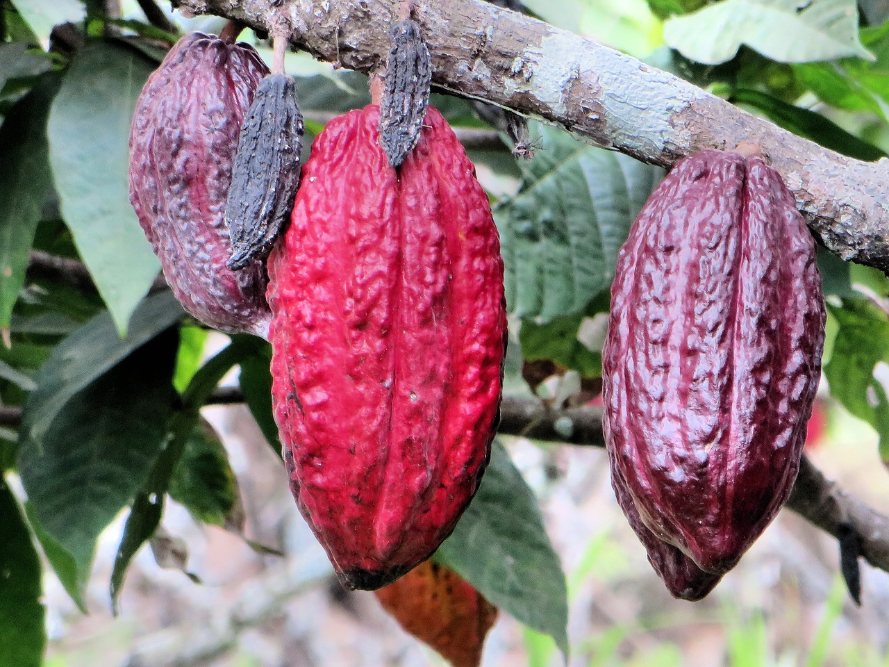 Día Mundial del Cacao