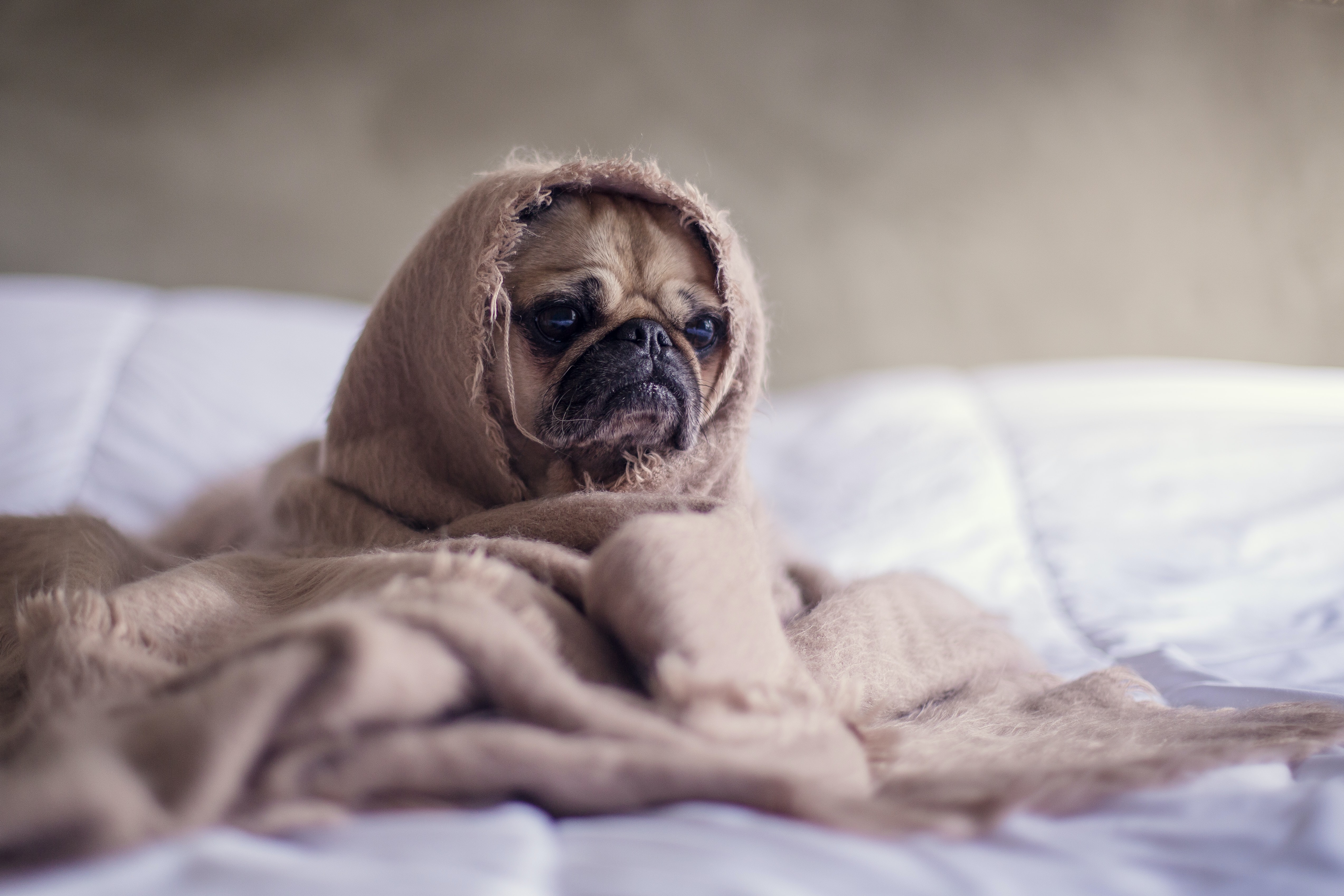 Ansiedad por separación: ¿cómo hacer que su mascota pierda el temor a estar sola?