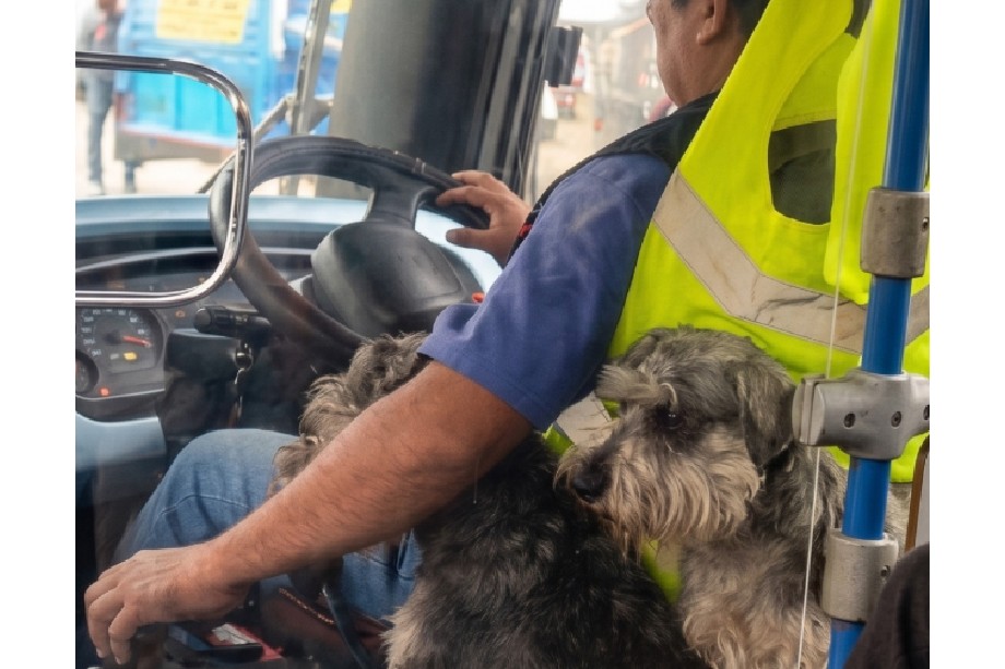 Conductor de bus lleva a sus perros al trabajo para evitar que se queden llorando en casa