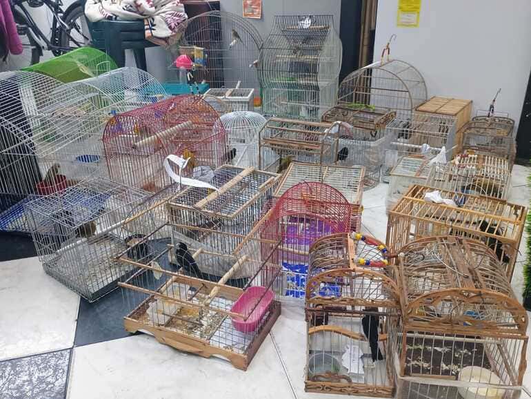 Rescatan 52 aves silvestres que se encontraban en precarias condiciones en Bogotá