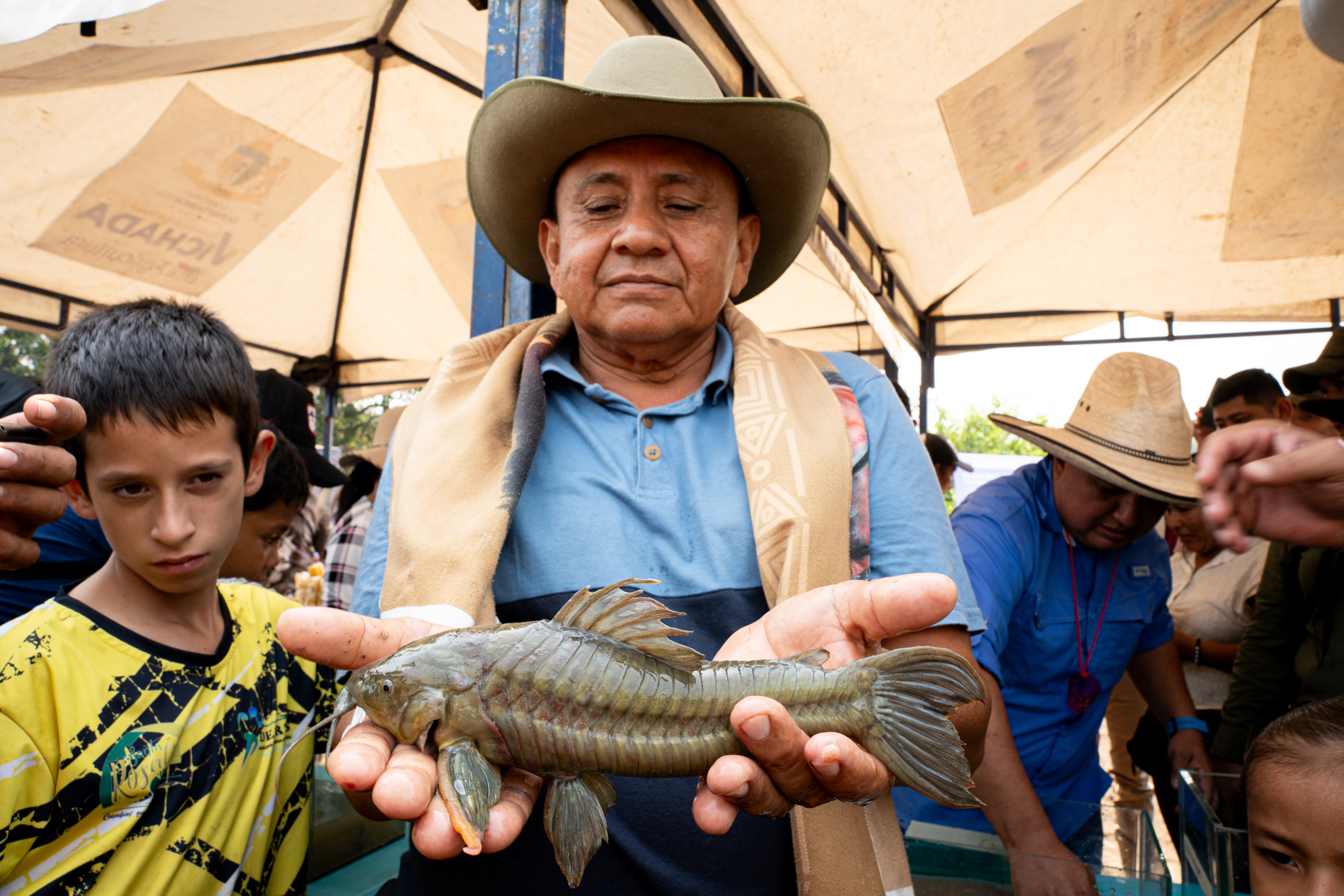 Curito, el pez llanero guardián de la conservación y la tradición