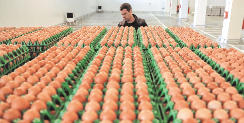 En Europa, 80 granjas avícolas están cerradas y 300 mil gallinas fueron sacrificadas por la presencia del insecticida Fipronil en sus huevos. / AP