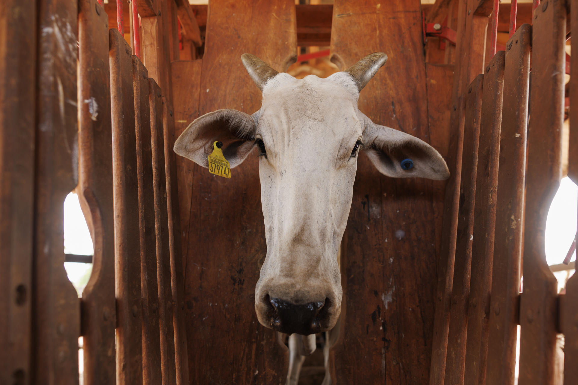 3.000 vacas uruguayas en apuros: Turquía rechazó el ganado y está a la deriva en Libia