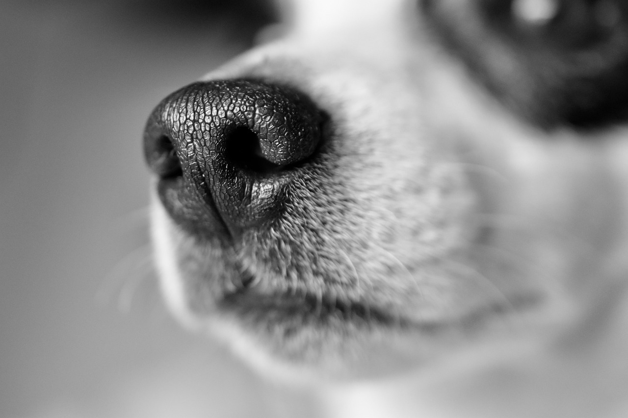 ¿Es verdad que los perros pueden oler el miedo en los humanos?