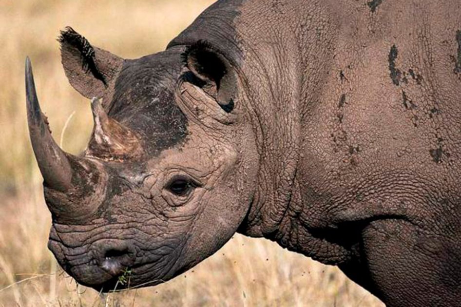 Desaparece el Rinoceronte negro de África
